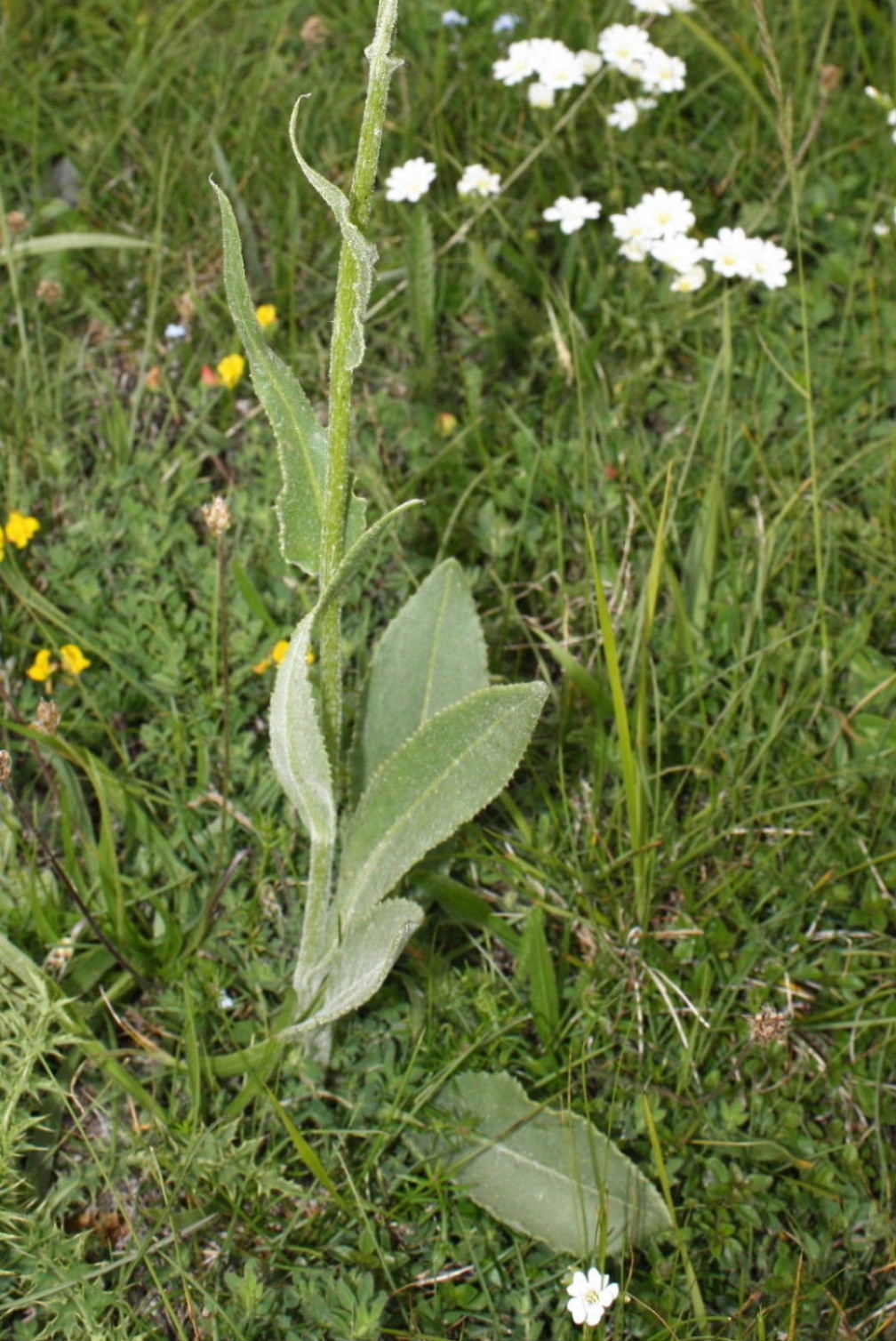 Senecio doronicum subsp. doronicum / Senecione mezzano